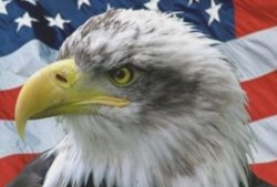 eagle Meme Template