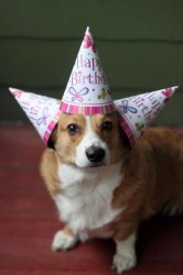 Corgi Party Meme Template