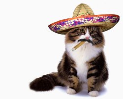 Sombrero Cat Meme Template