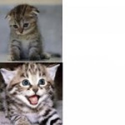 Sad Kitten to Happy Kitten Meme Template