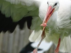 Eurasian White Stork Meme Template