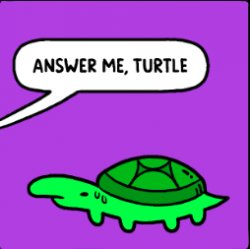 answer me, turtle Meme Template