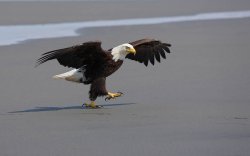 TOUGH GUY EAGLE Meme Template