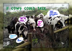 If cows could talk Meme Template