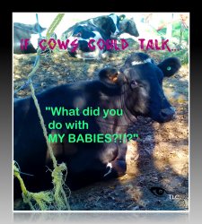 if cows could talk Meme Template