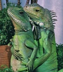 Iguanas mating Meme Template