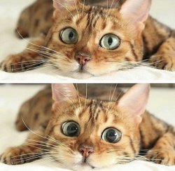 Wide eye cat Meme Template