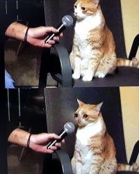 sad cat interviewed Meme Template