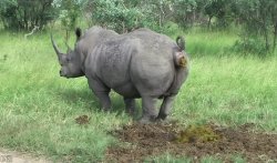 Rhino taking a dump Meme Template