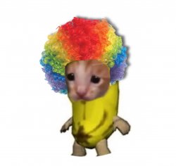 Clown cat Meme Template