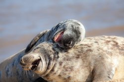 laughing seals Meme Template