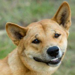 Creepy dingo Meme Template