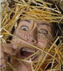 Hay Stack Needle Meme Template