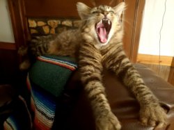 Yawning Kitten Meme Template