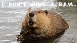 Beaver Damn Meme Template