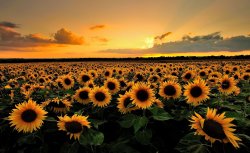 Field of Sunflowers Meme Template