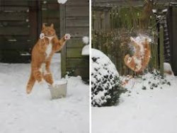 Cat catching snow Meme Template