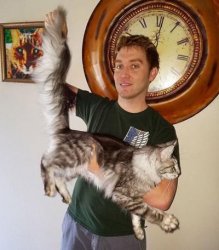 simping for pussy Meme Template