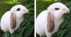 Angry Bunny Eating Leaf Meme Template