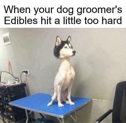Dog Groomer's Edibles Hit Too Hard Meme Template