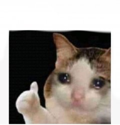 crying cat Meme Template