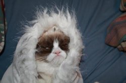 Cold grumpy cat  Meme Template