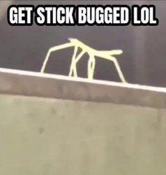 Stick Bugged Meme Template
