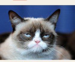 Grumpycat Meme Template