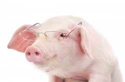 Pig With Glasess Meme Template