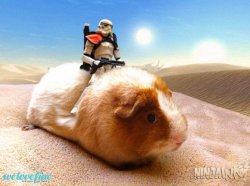 stormtrooper riding guinea pig Meme Template