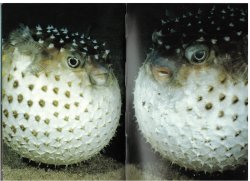 Two Pufferfish Meme Template