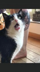 Cat Shocked At Self Meme Template