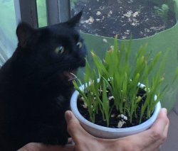Cat likes grass Meme Template