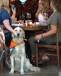 LADIES AT LUNCH AND HUSH DOGGO Meme Template