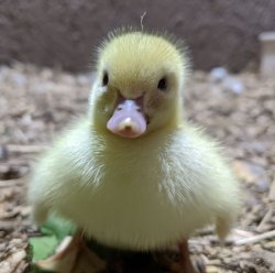 Disapproving duckling Meme Template