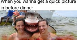 Shark Photo Meme Template