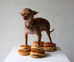 Chihuahua burger stand Meme Template