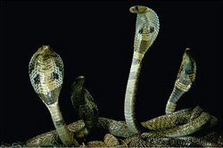 Quiver of Cobras Meme Template