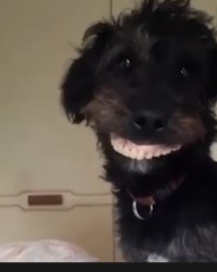 smiley dog Meme Template