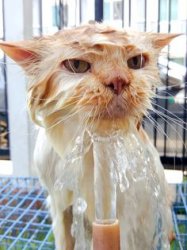 Wet cat Meme Template