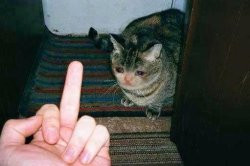 Sad Cat Being Flipped Off Meme Template