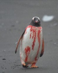 Bloody penguin Meme Template