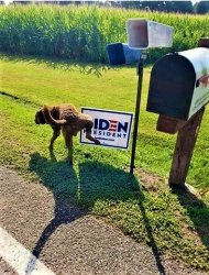 Dog pees on Biden sign Meme Template