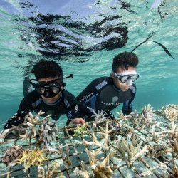 CORAL PLANTATION Meme Template