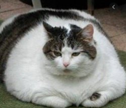 Lazy/Fat cat Meme Template