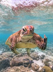 Turtle gives you the finger Meme Template