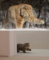 Snow leopard and housecat Meme Template