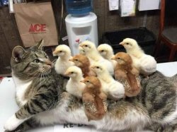 Chicks on a Cat's Back Meme Template
