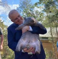 PM and Wombat Meme Template