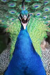 angry peacock Meme Template